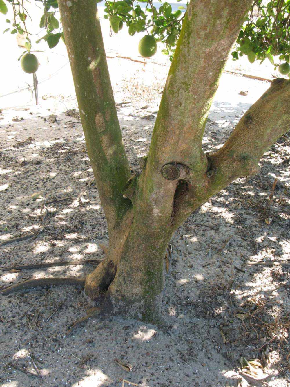            Bark (Winter Haven, FL)      